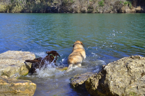My Dogs, Boomer and Harley, Going Into Water At Red Bud Isle Park In Austin